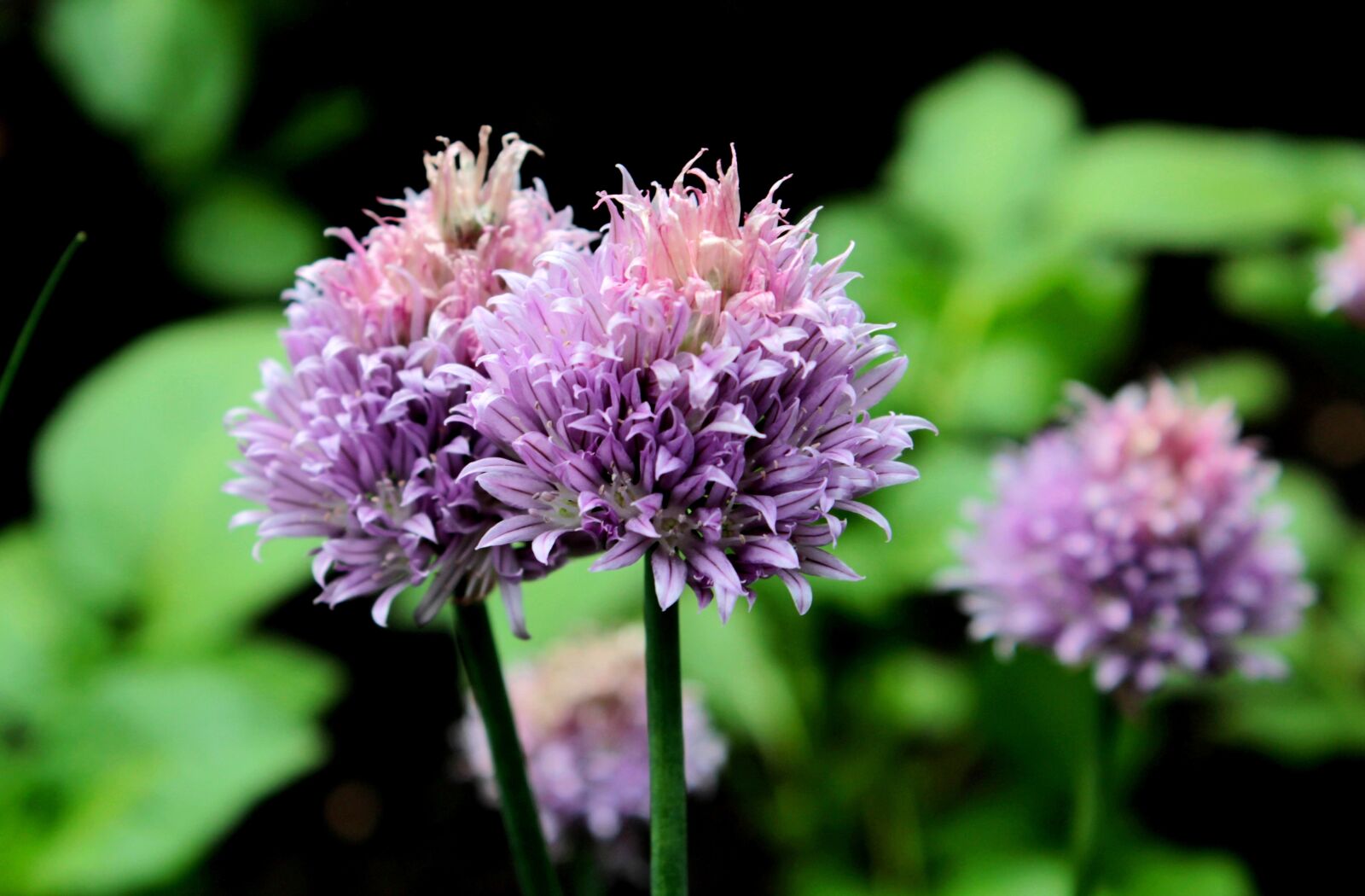Canon EOS 600D (Rebel EOS T3i / EOS Kiss X5) sample photo. Allium, ornamental onion, flowers photography