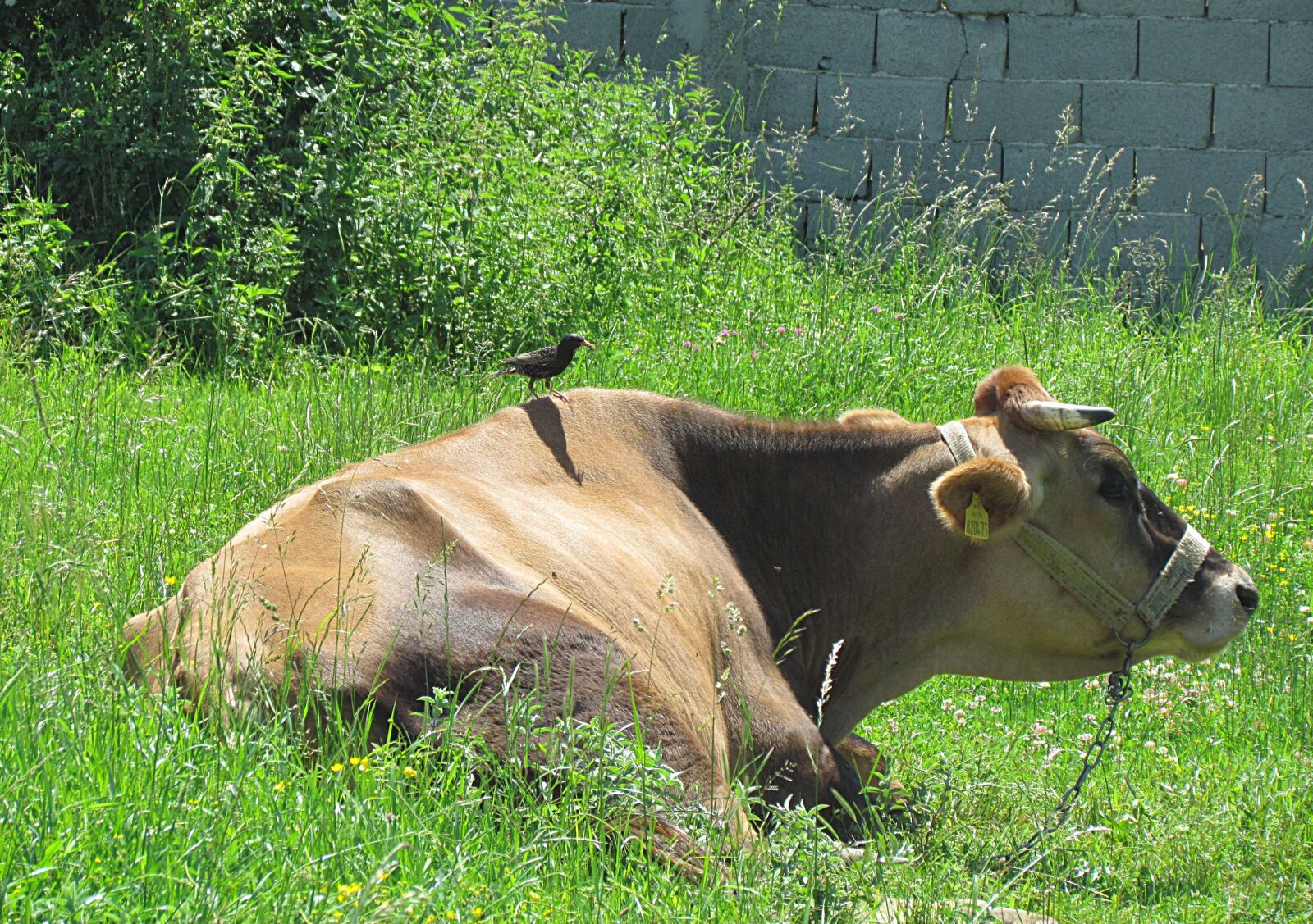 Canon PowerShot SX30 IS sample photo. Nature, animals, cow photography