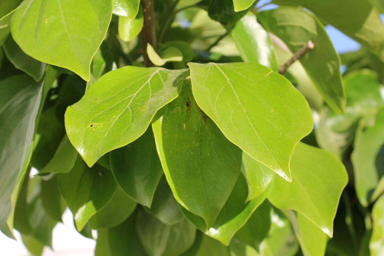Canon EOS 60D sample photo. Nature, tree, fruit photography