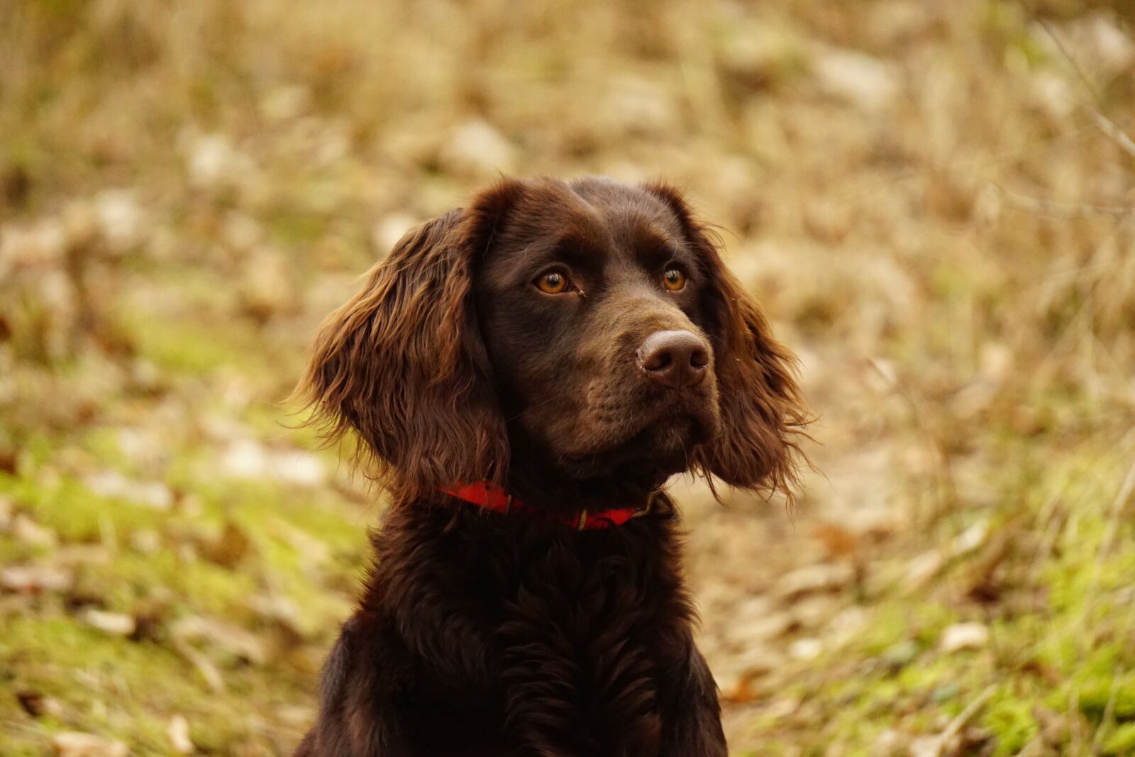 Sony E 55-210mm F4.5-6.3 OSS sample photo. German quail dog, hunting photography