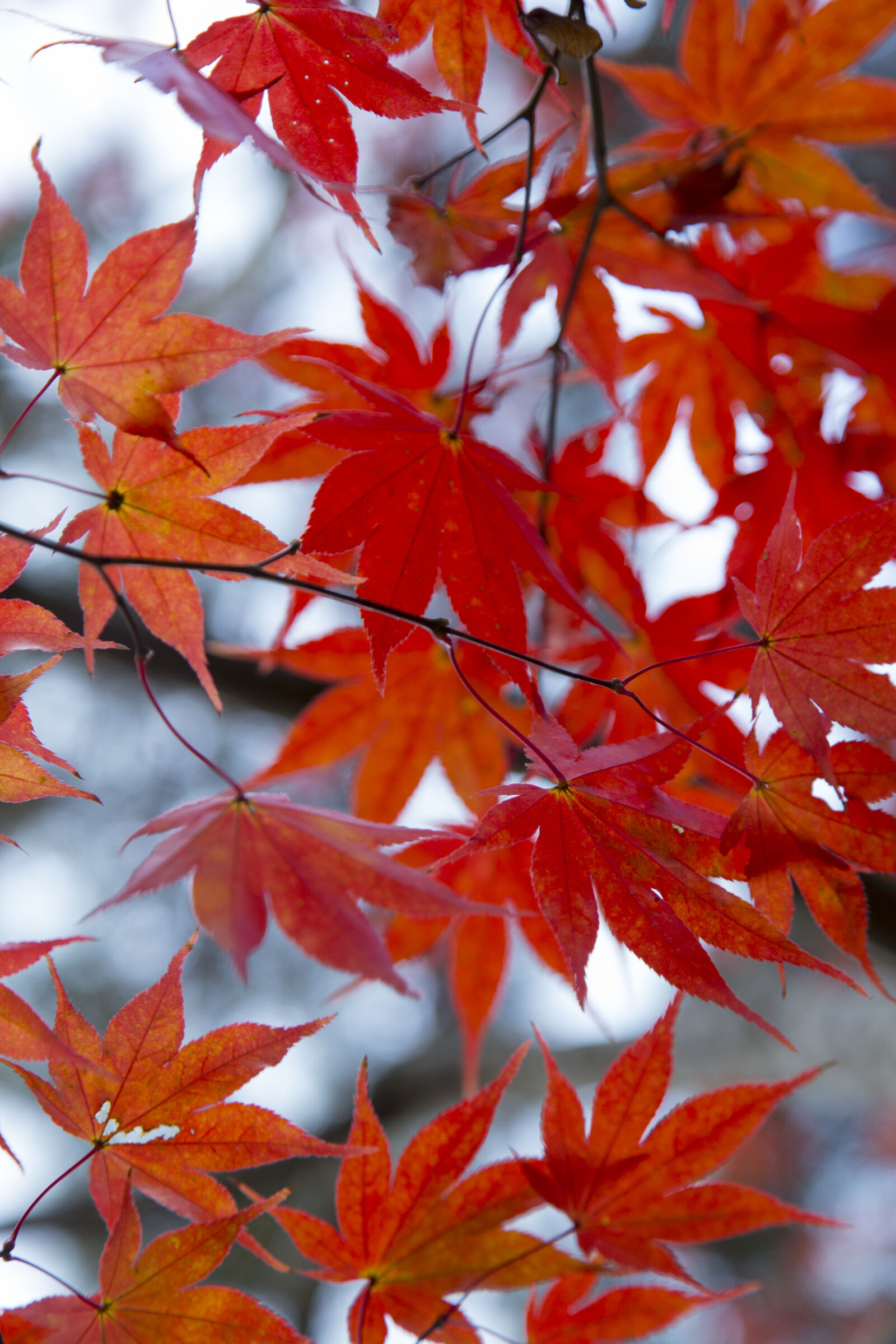 Canon EOS 6D sample photo. Brown, leaf, in, tilt photography
