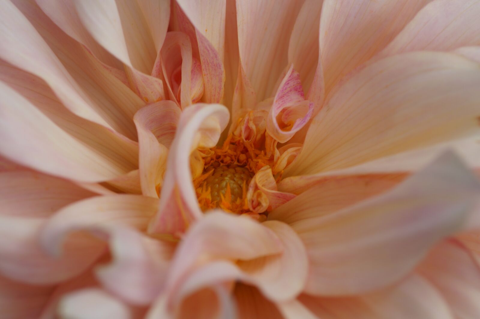 Sony SLT-A58 sample photo. Dahlia, flower, petals photography