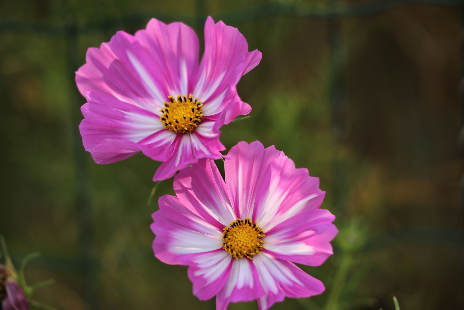Canon EF 70-300 F4-5.6 IS II USM sample photo. Pink and white cosmos photography