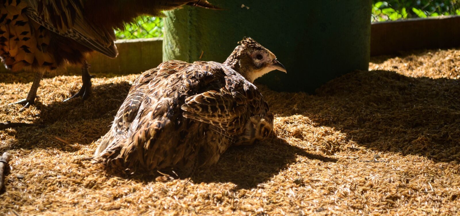 Nikon D5100 sample photo. Pheasant, bird, animal photography
