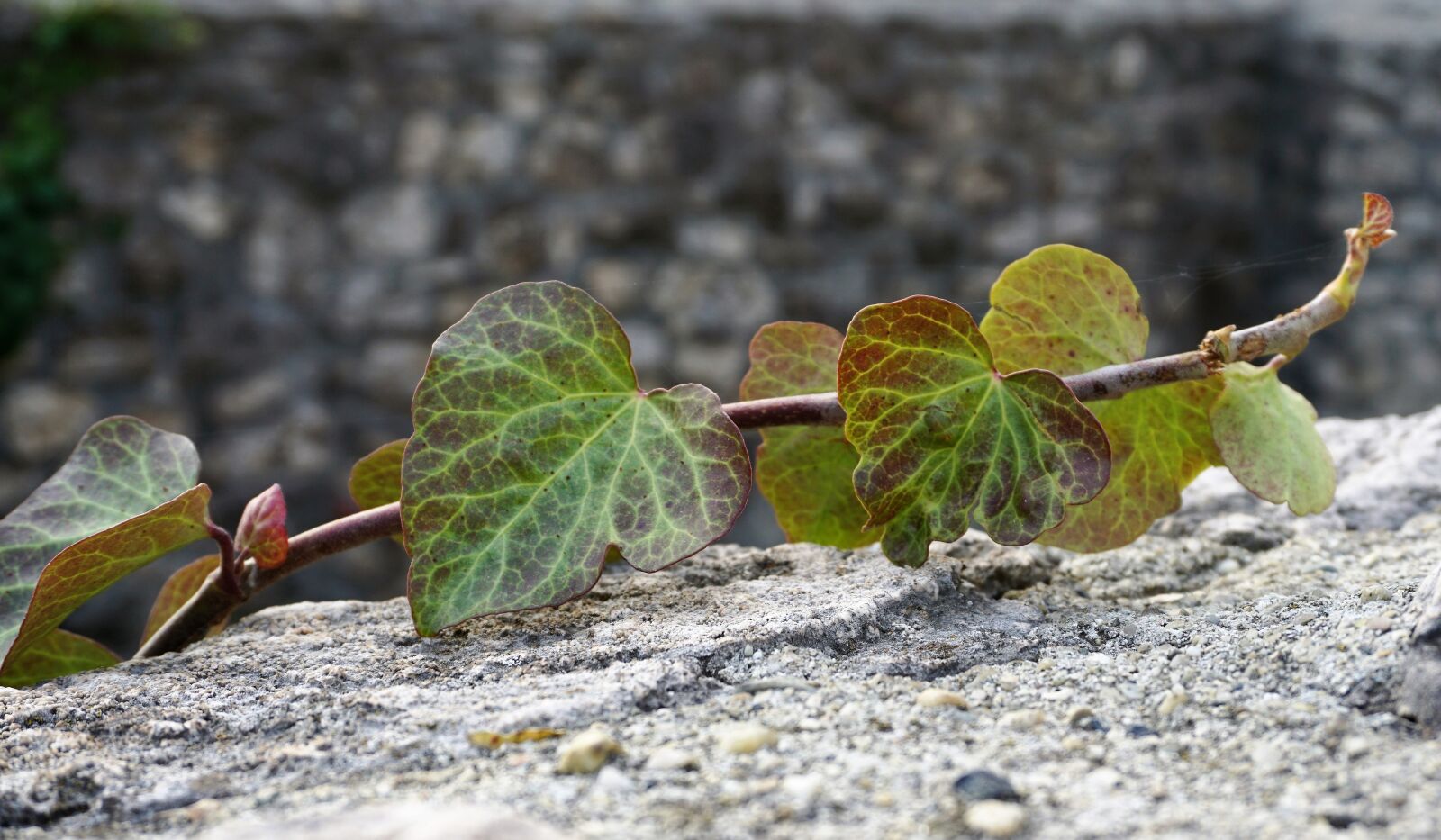 Sony a6000 sample photo. Macro, foilage, leaf photography