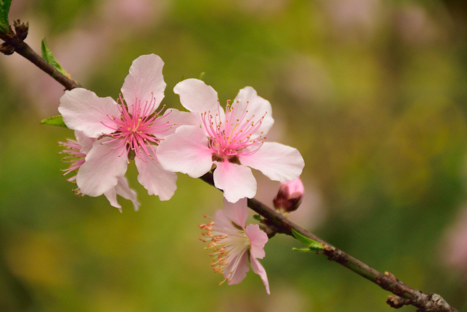Nikon D5300 sample photo. Pink, plant, flowers photography