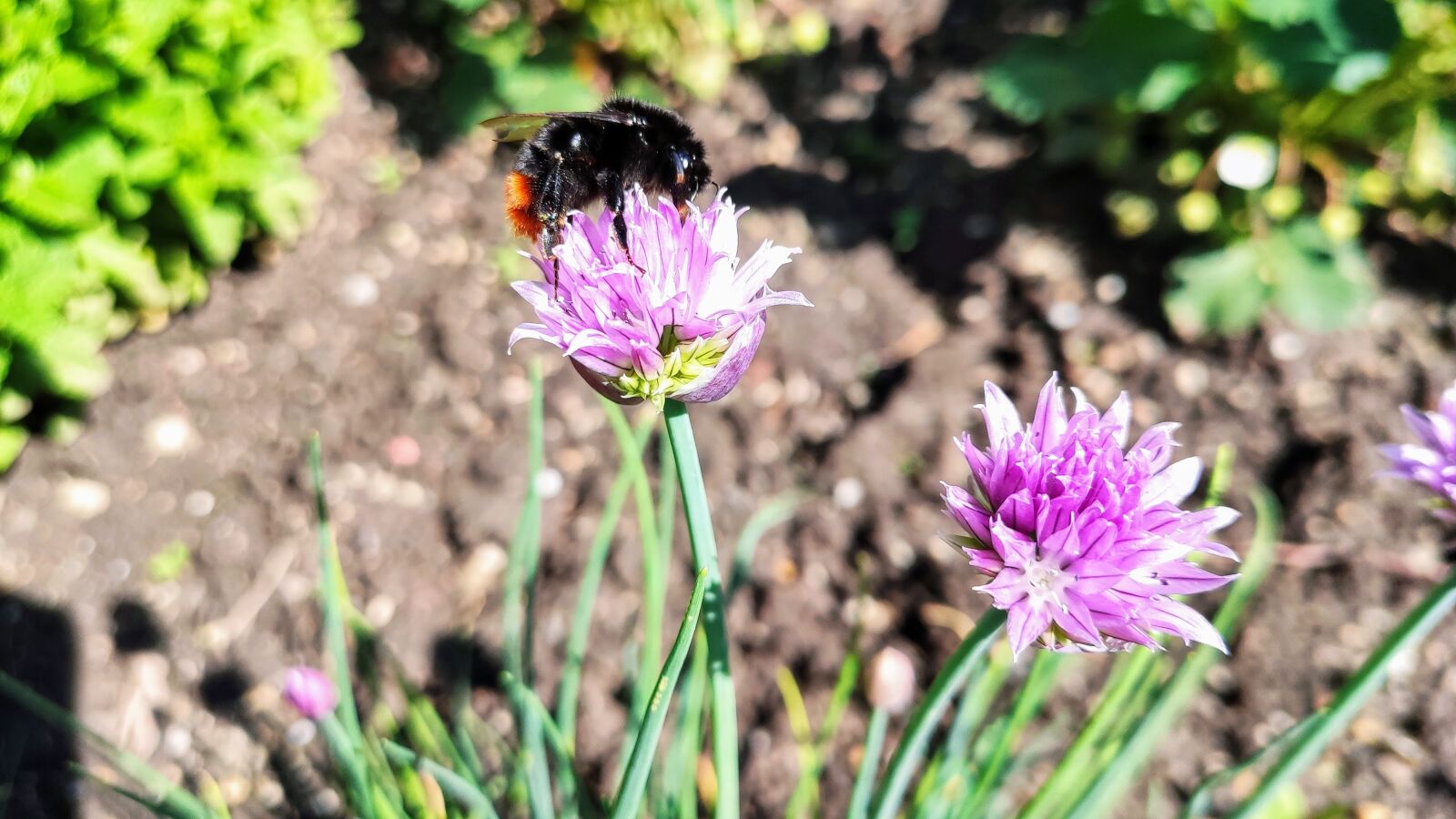 Xiaomi Mi 9T Pro sample photo. Hummel, garden, insect photography