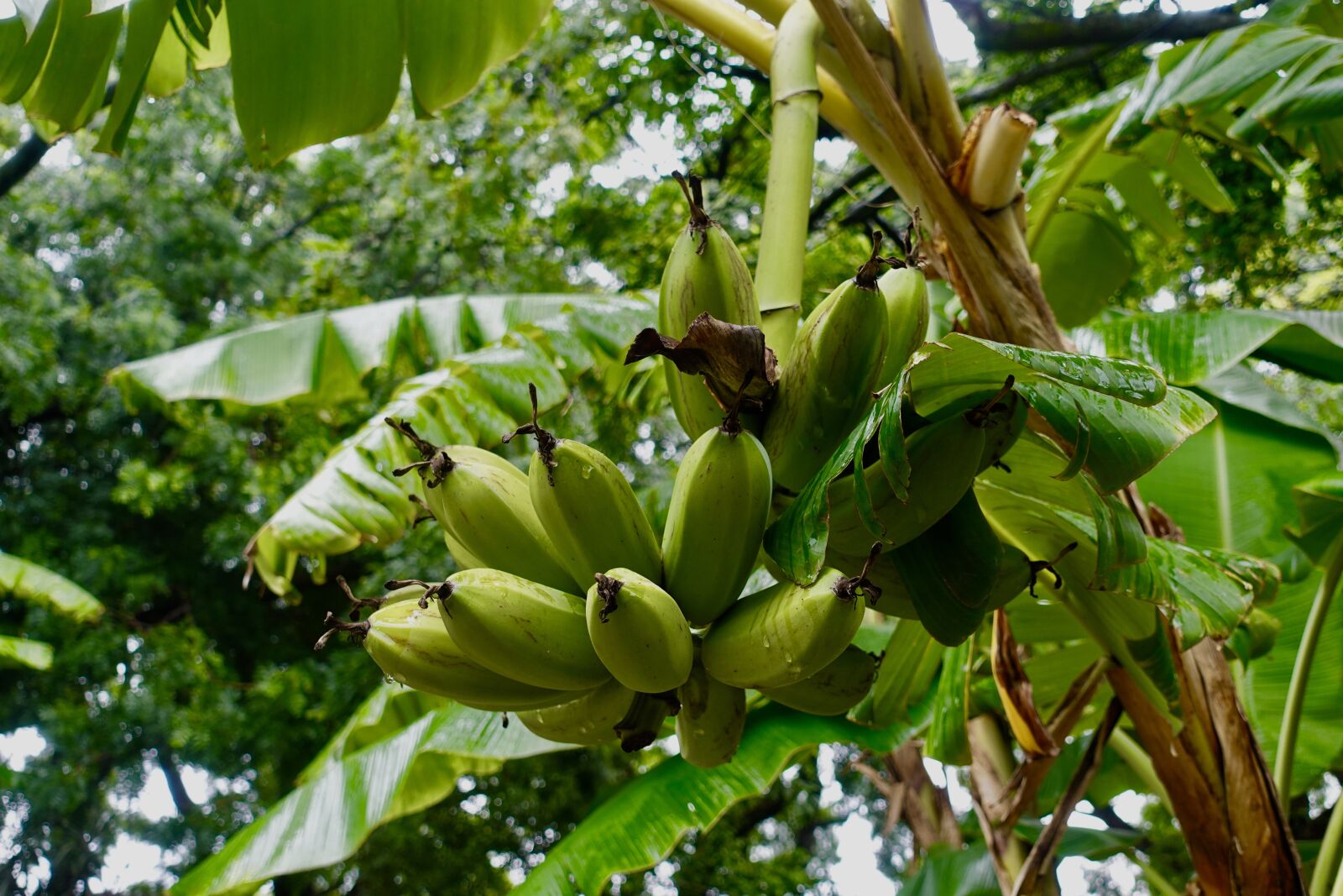 Sony DSC-RX100M5A sample photo. Green, banana, tropical photography