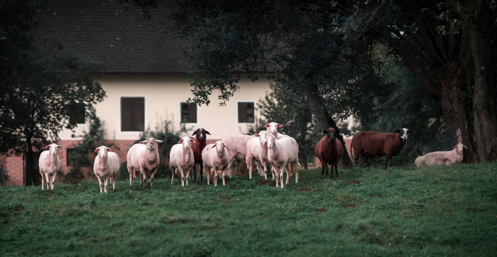 Olympus M.Zuiko Digital ED 75mm F1.8 sample photo. Farm, animals, sheep photography