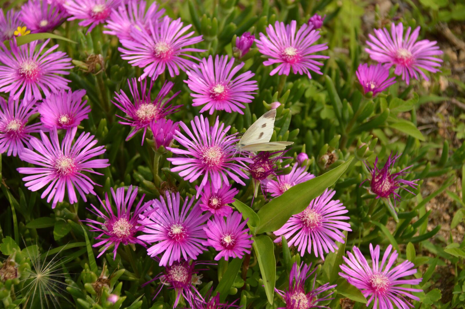 Nikon D3200 sample photo. Flowers, butterfly, the white photography