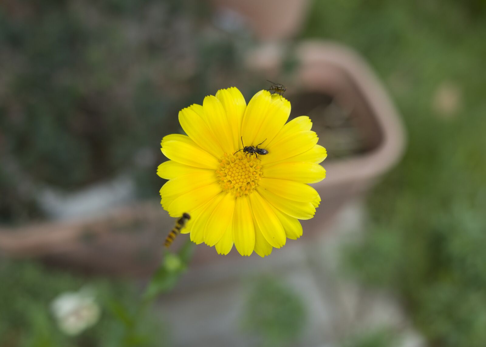 GR Lens sample photo. Flowers, yellow, summer photography
