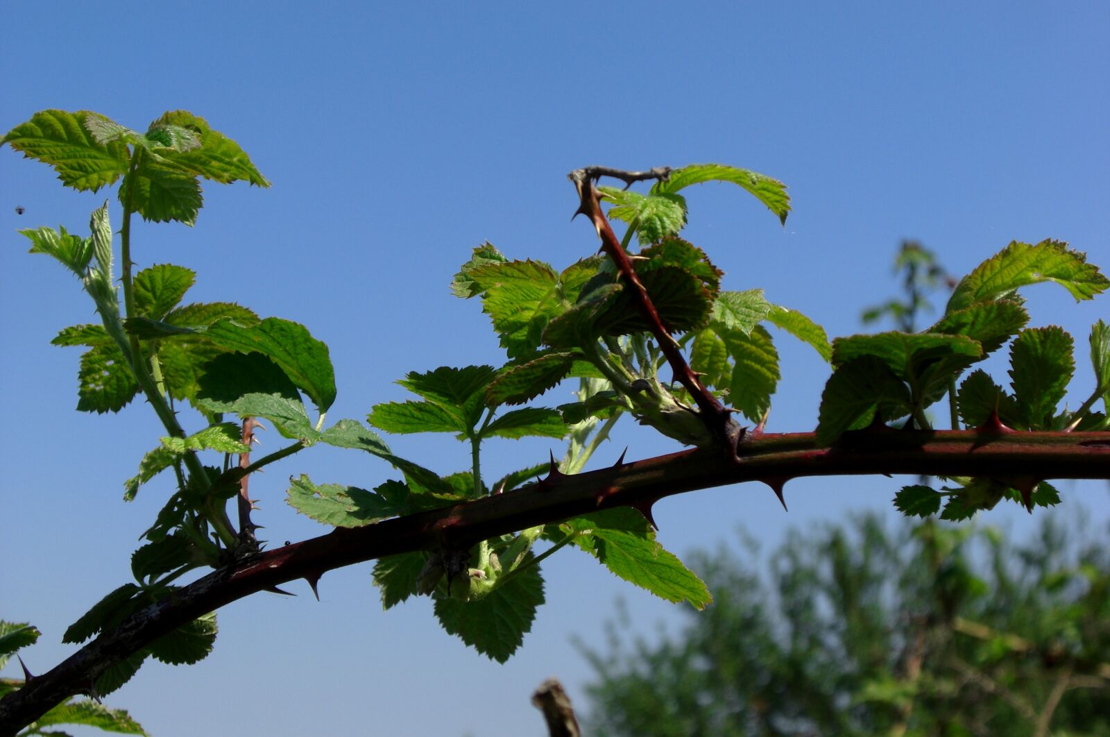 CASIO EX-Z1200 sample photo. Thorns, nature, plant photography