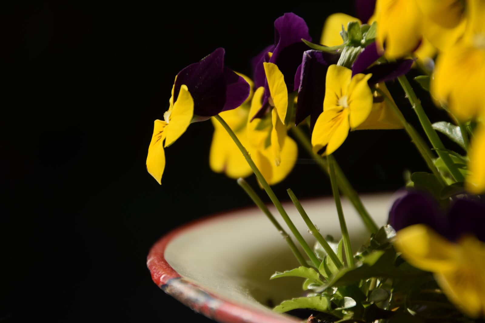 Nikon D3300 sample photo. Flowers, garden, hellevoetsluis photography