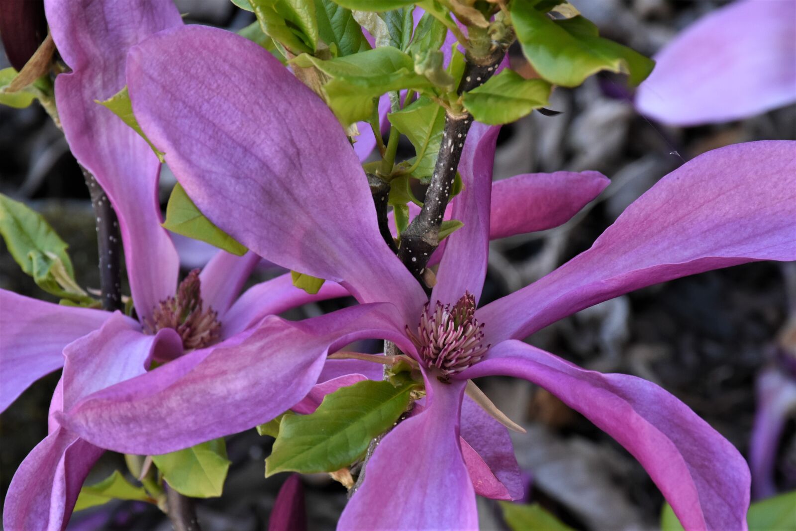 Nikon D7200 sample photo. Magnolia, blossom, bloom photography