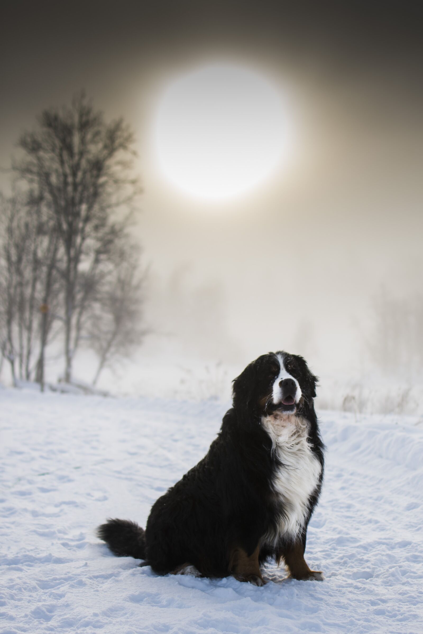 Nikon D7200 sample photo. Bernese mountain dog, dog photography