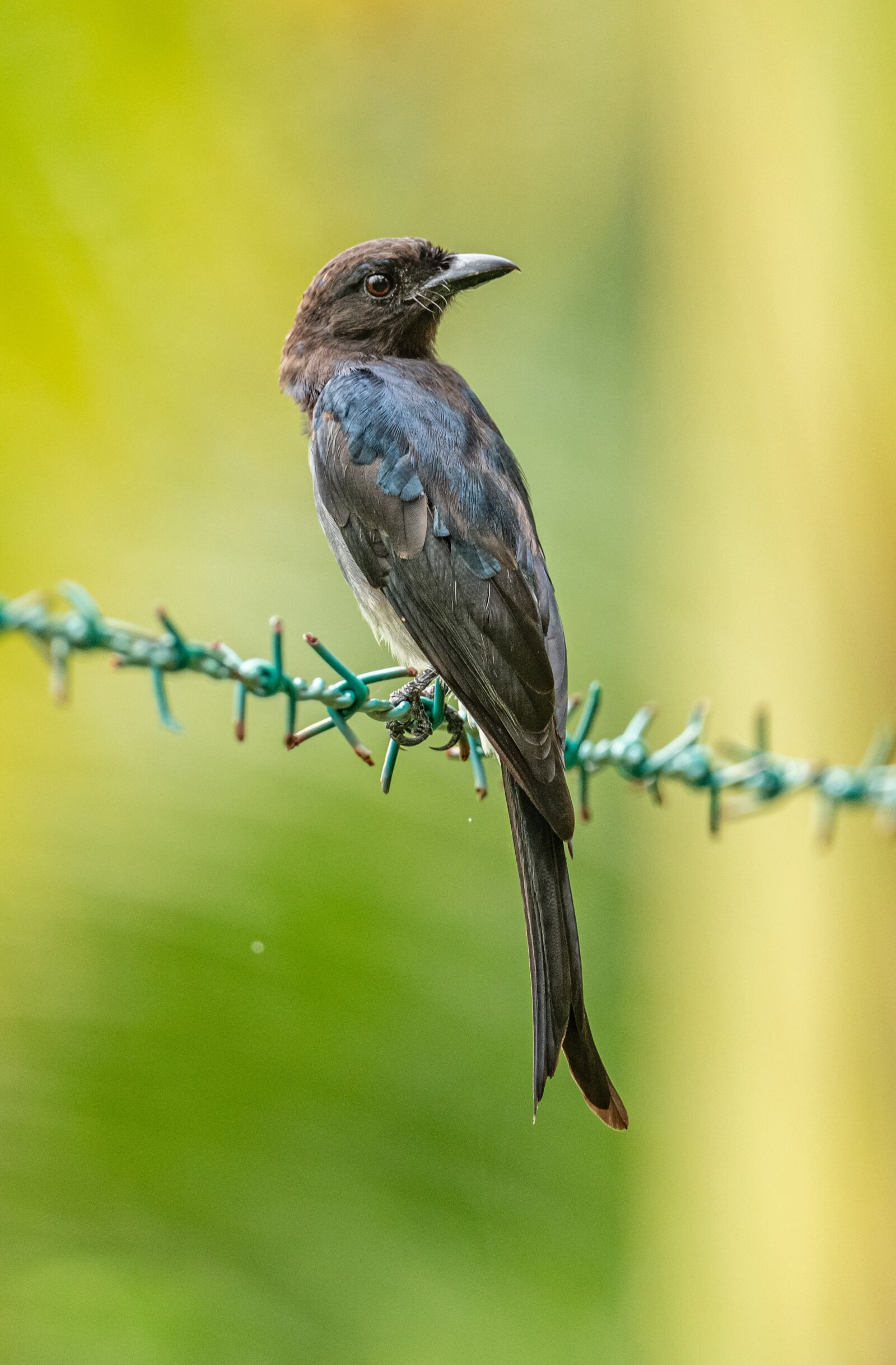 Nikon D850 sample photo. Bird, swallow, black photography