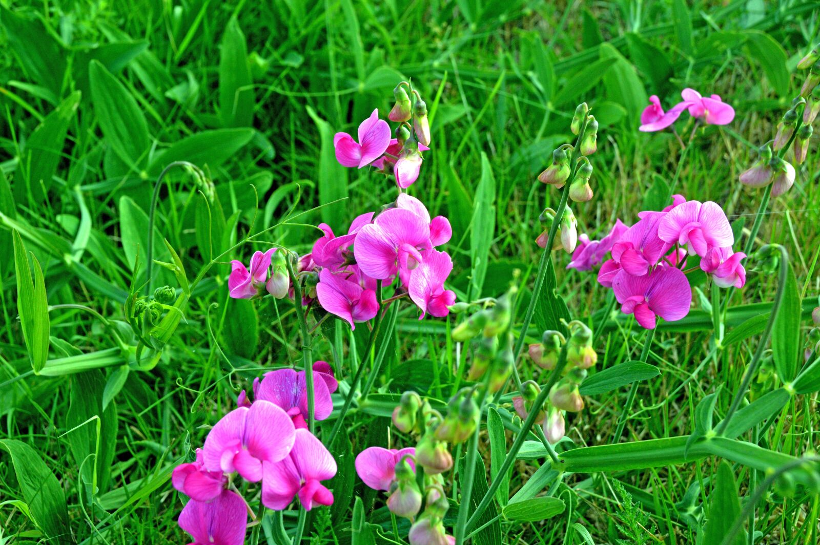 Nikon D3200 sample photo. Flower, floral, blossom photography