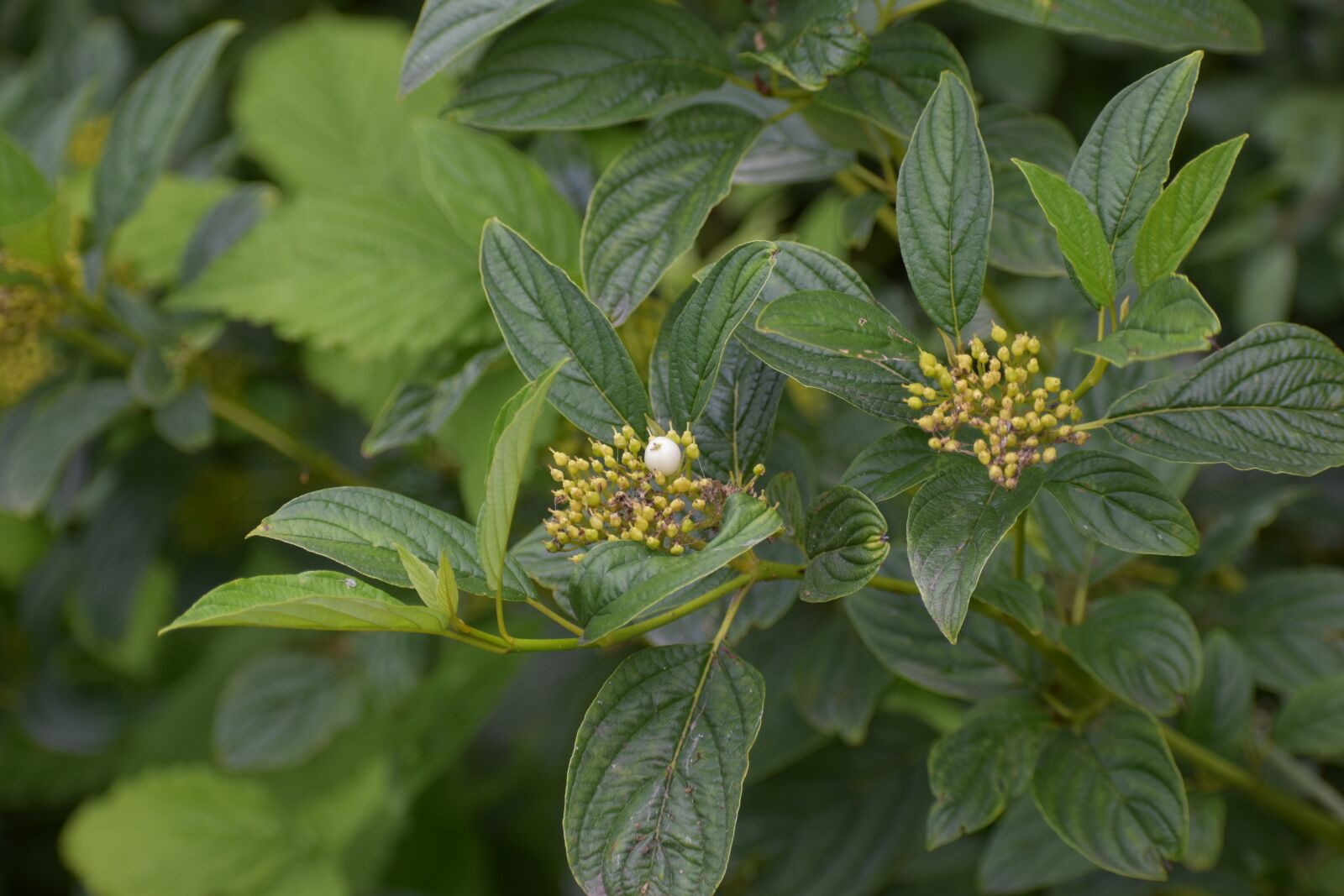 Nikon D3500 sample photo. Snowberry, berries, plant photography