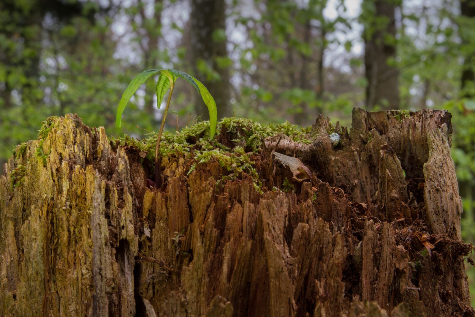 Canon EOS 7D sample photo. Seedling, maple seedling, tree photography