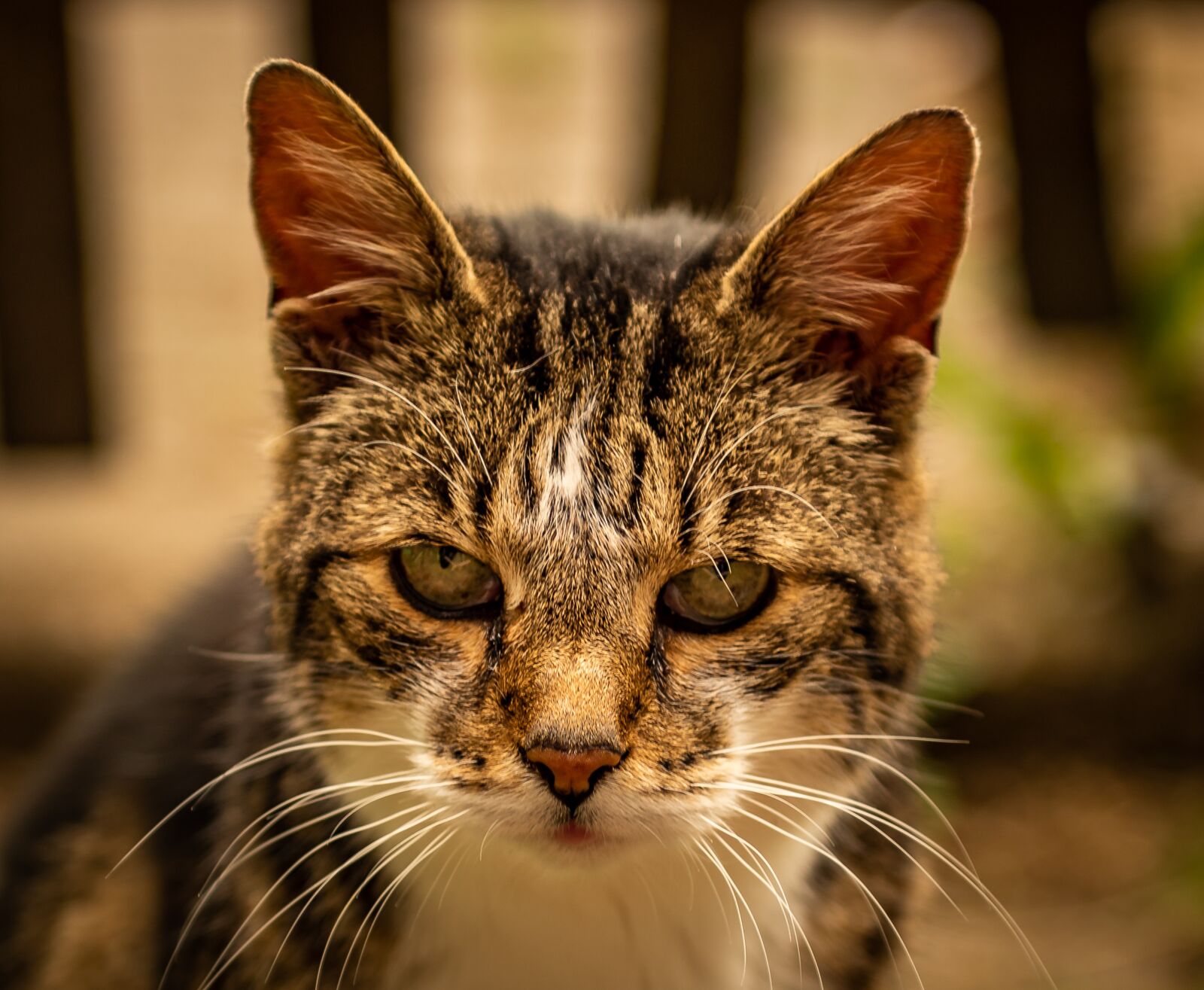 Nikon D750 sample photo. Cat, animal, portrait photography