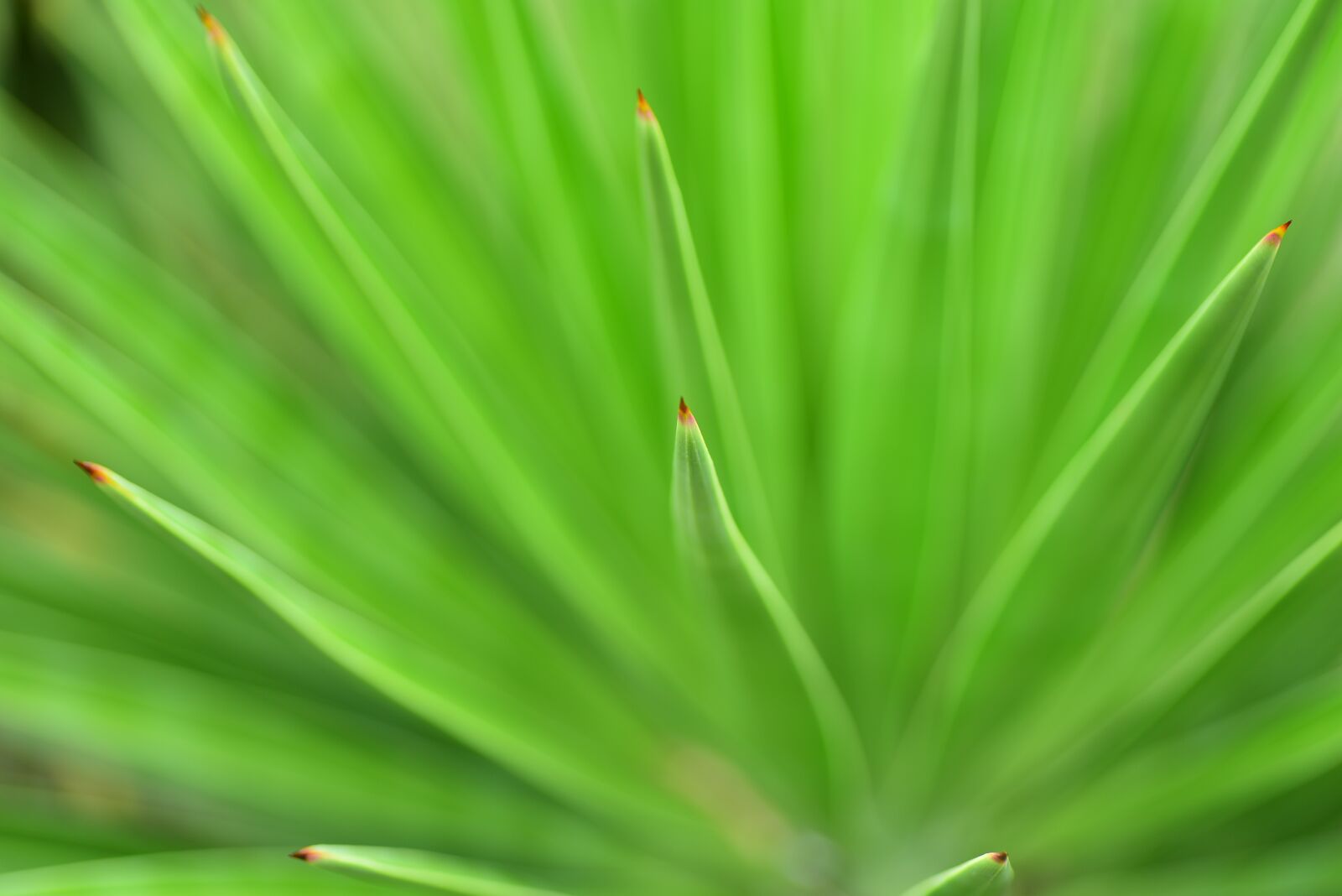 Nikon D750 sample photo. Leaf, plant, close-up photography