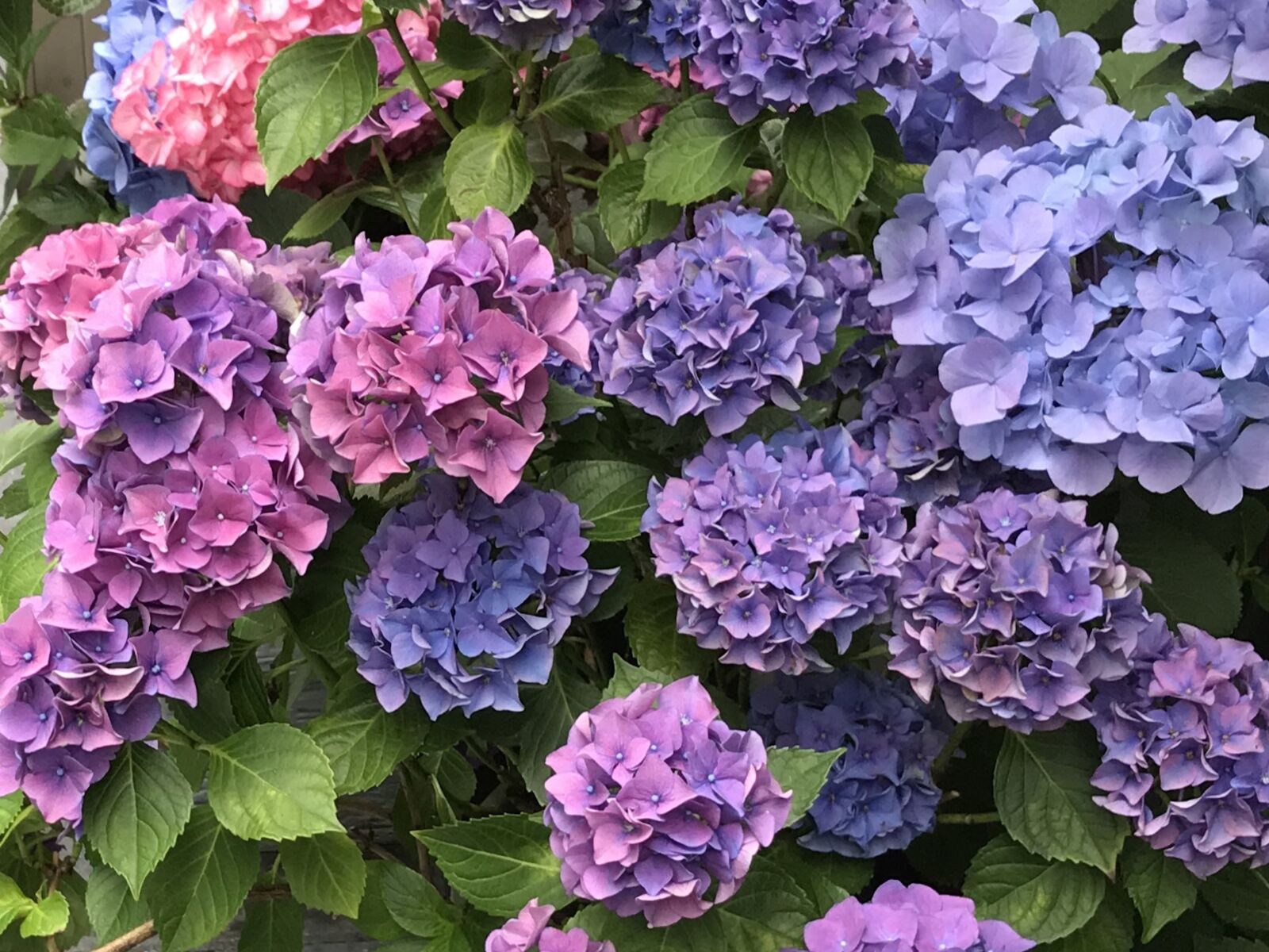 iPhone 7 back camera 3.99mm f/1.8 sample photo. Hydrangeas, potted plants, blue photography