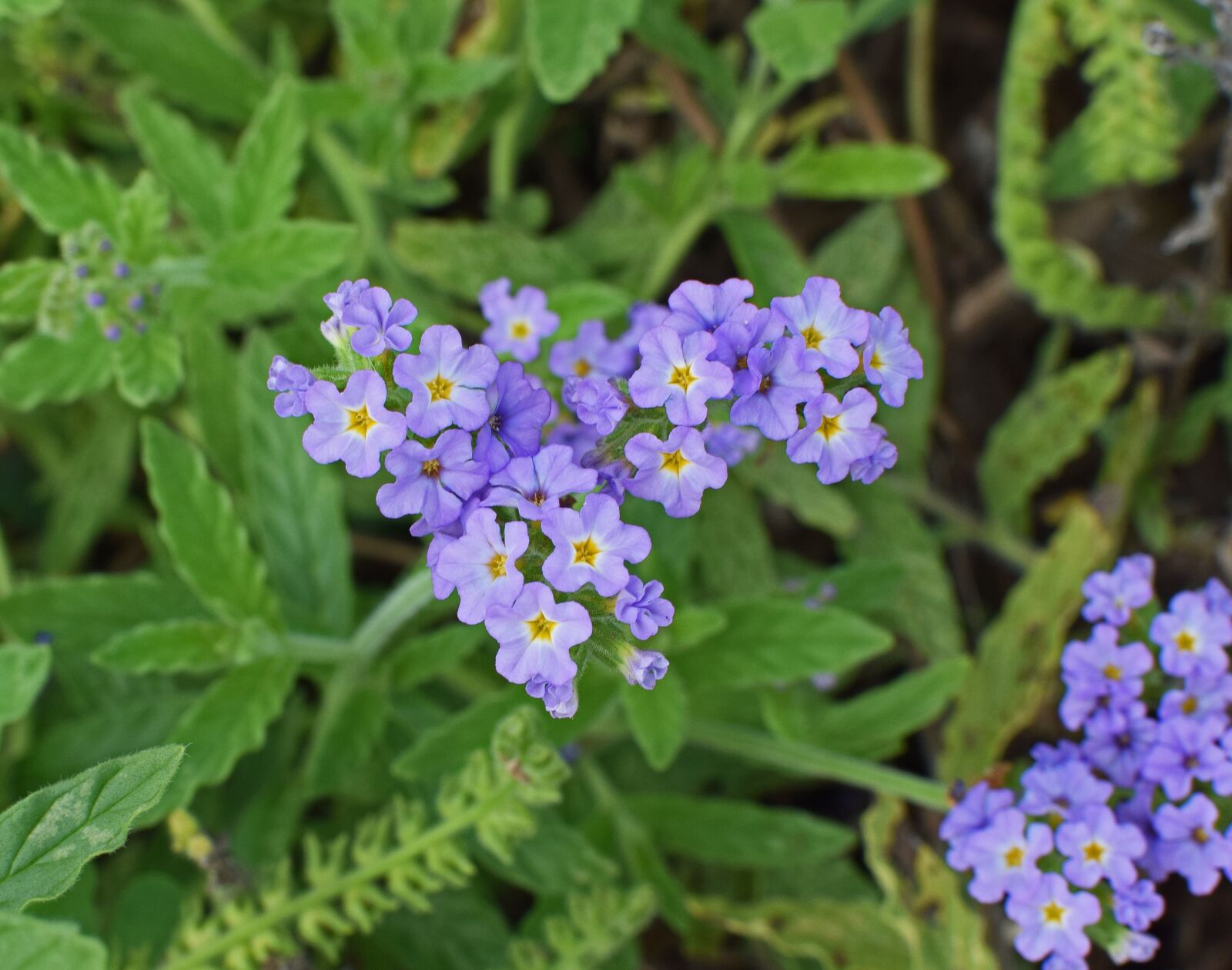Nikon D3300 sample photo. Purple yarrow, flower, blossom photography