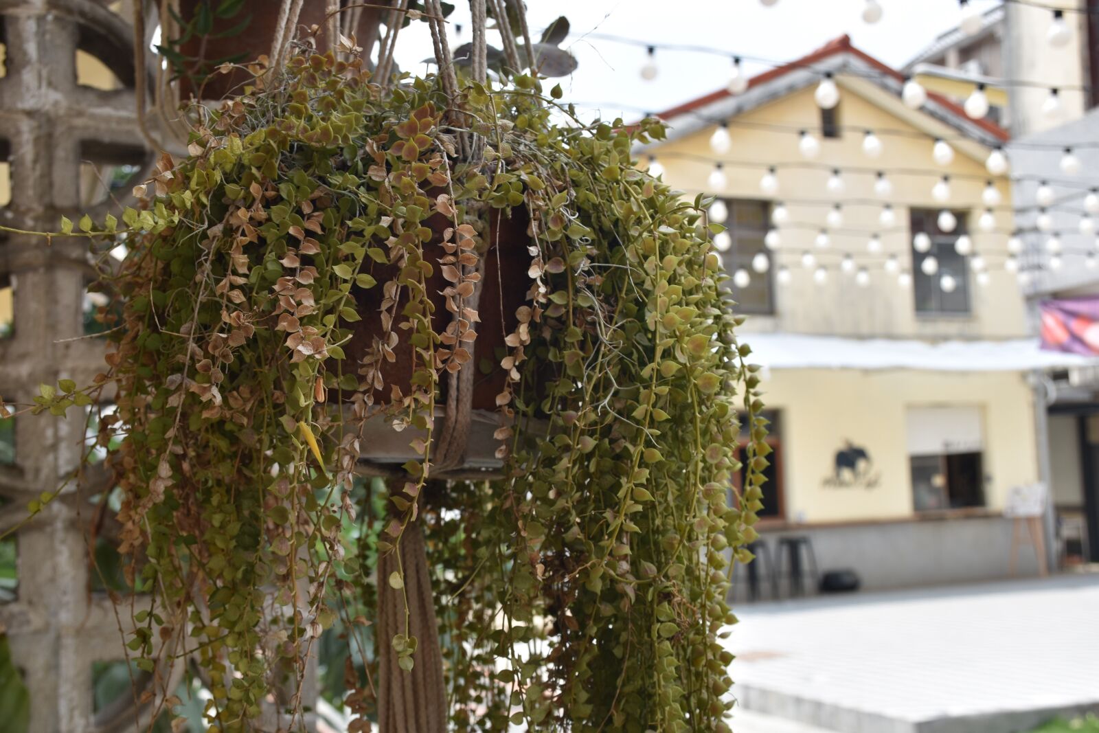 Nikon D5600 sample photo. Tree, architecture, house photography