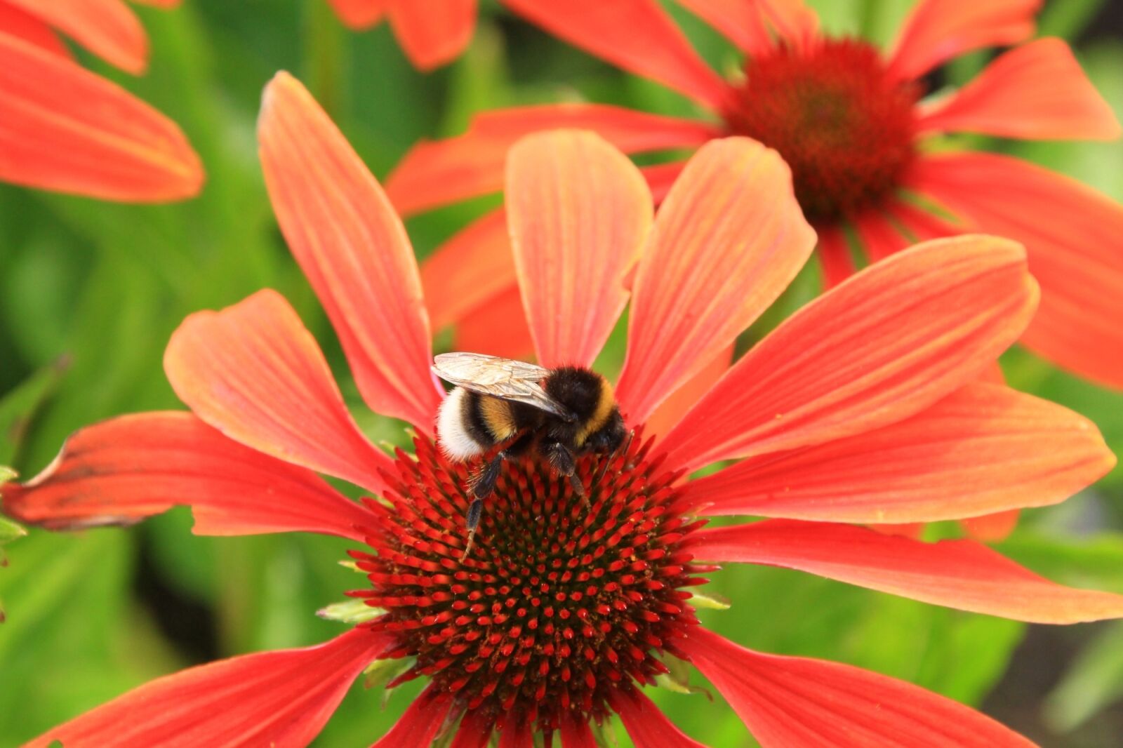 Canon EOS 100D (EOS Rebel SL1 / EOS Kiss X7) + Canon TS-E 90mm F2.8 Tilt-Shift sample photo. Flower, red, bee photography