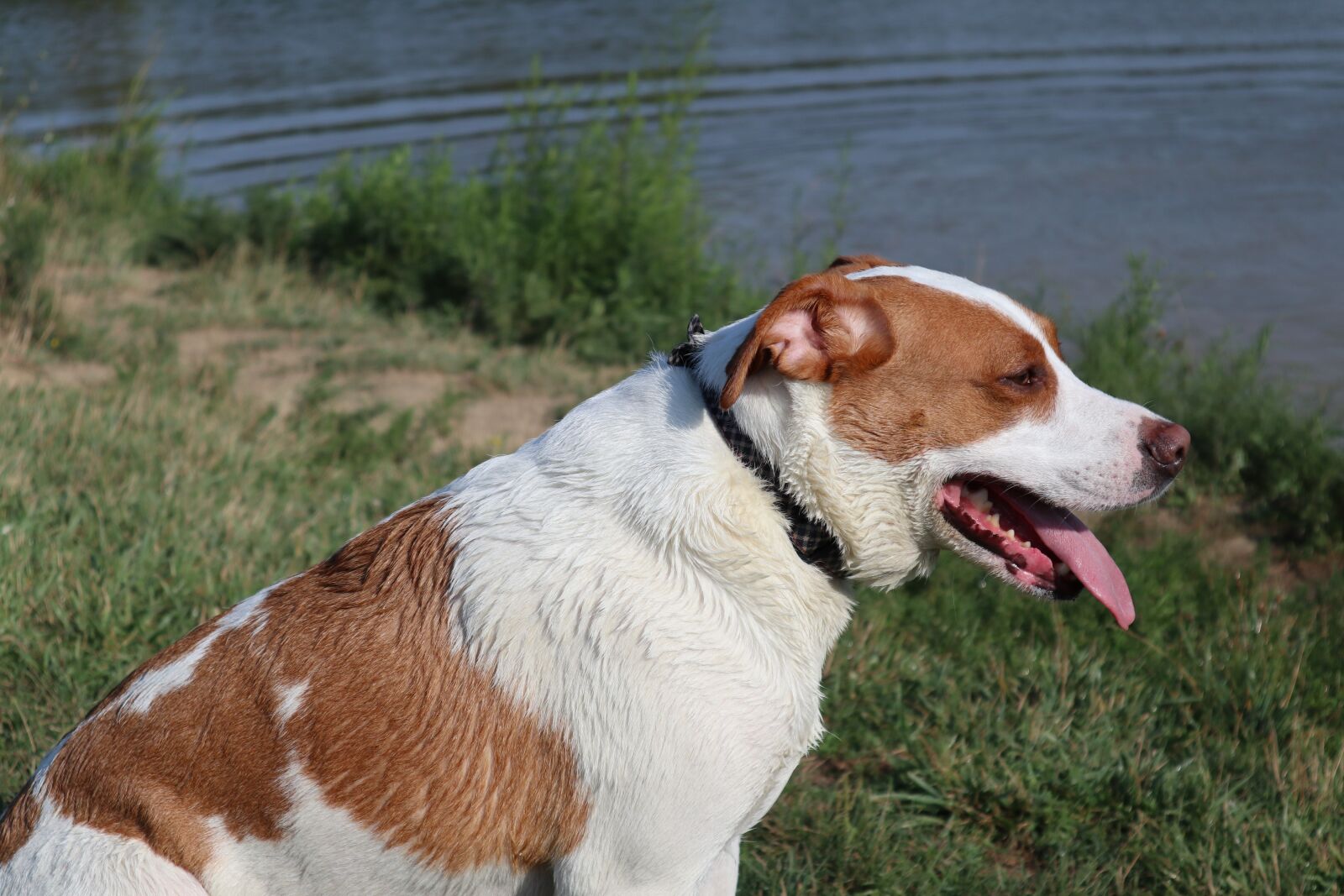 Canon EOS M6 sample photo. Dog, tongue, animal photography