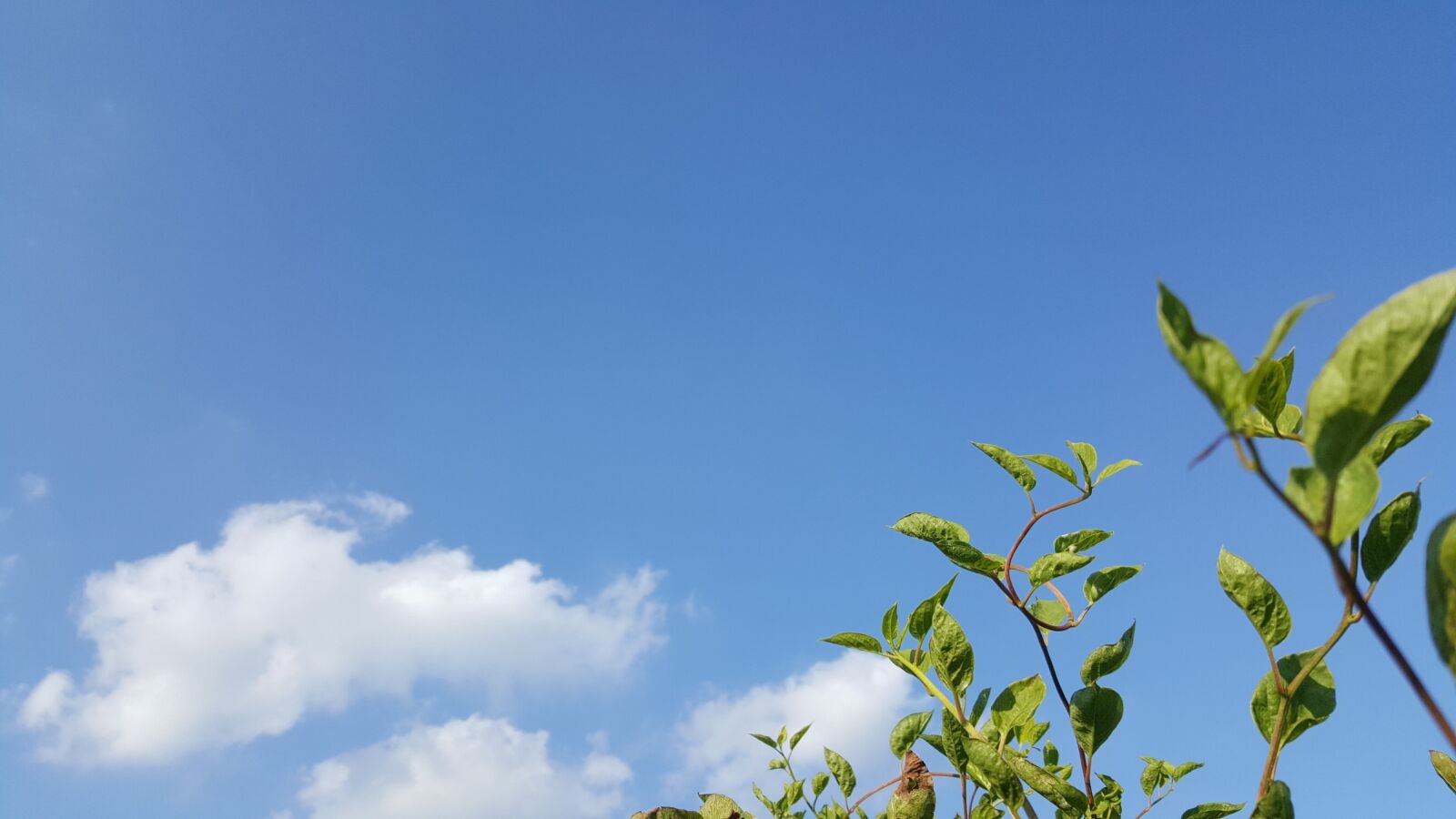 Samsung Galaxy Note5 sample photo. Autumn sky, schisandra, cloud photography