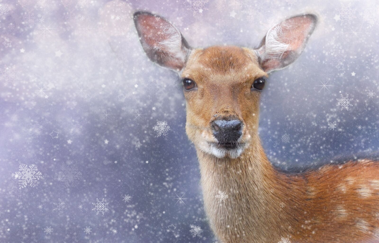Nikon D80 sample photo. Roe deer, winter, wintry photography