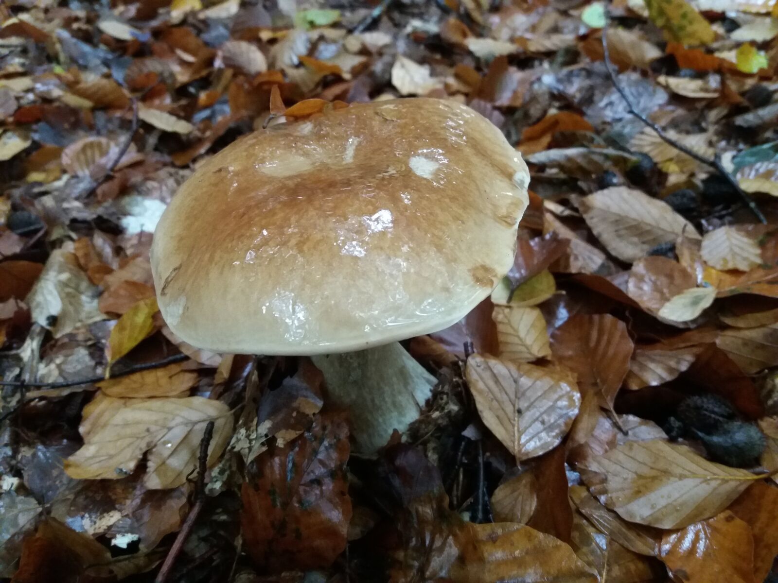 Samsung Galaxy J5(2016) sample photo. Cep, boletus, fungus photography