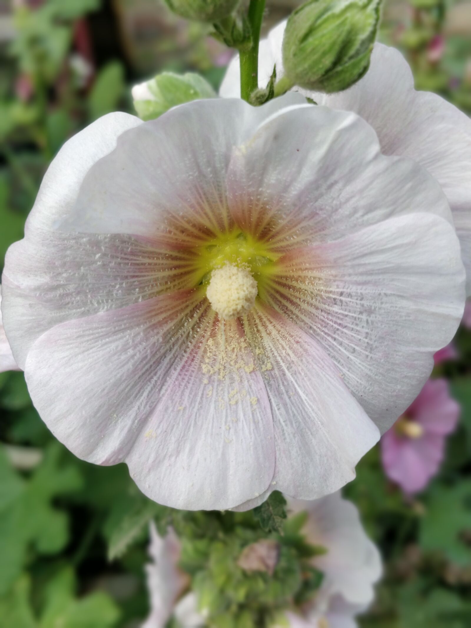 OnePlus 5 sample photo. Flower, flora, garden photography