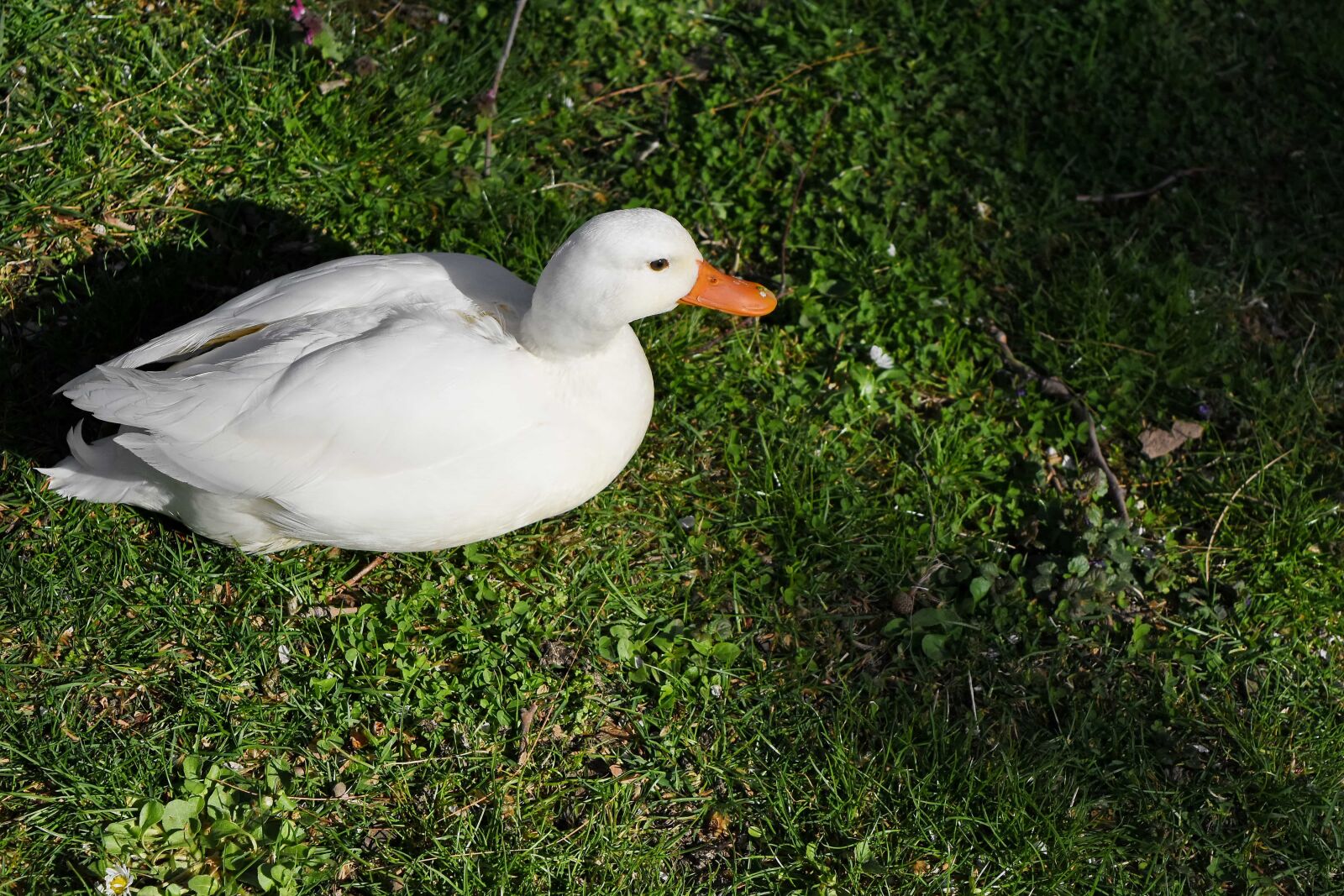 Nikon D5500 sample photo. Bird, waterfowl, duck, wildlife photography