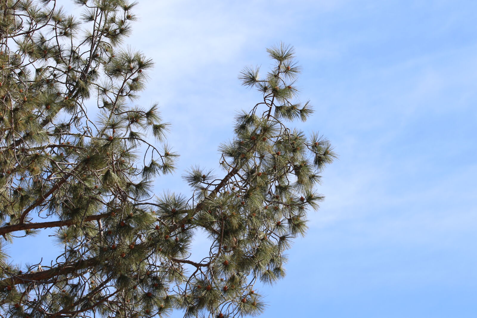Canon EOS 7D Mark II sample photo. Blue, sky, branch, climb photography