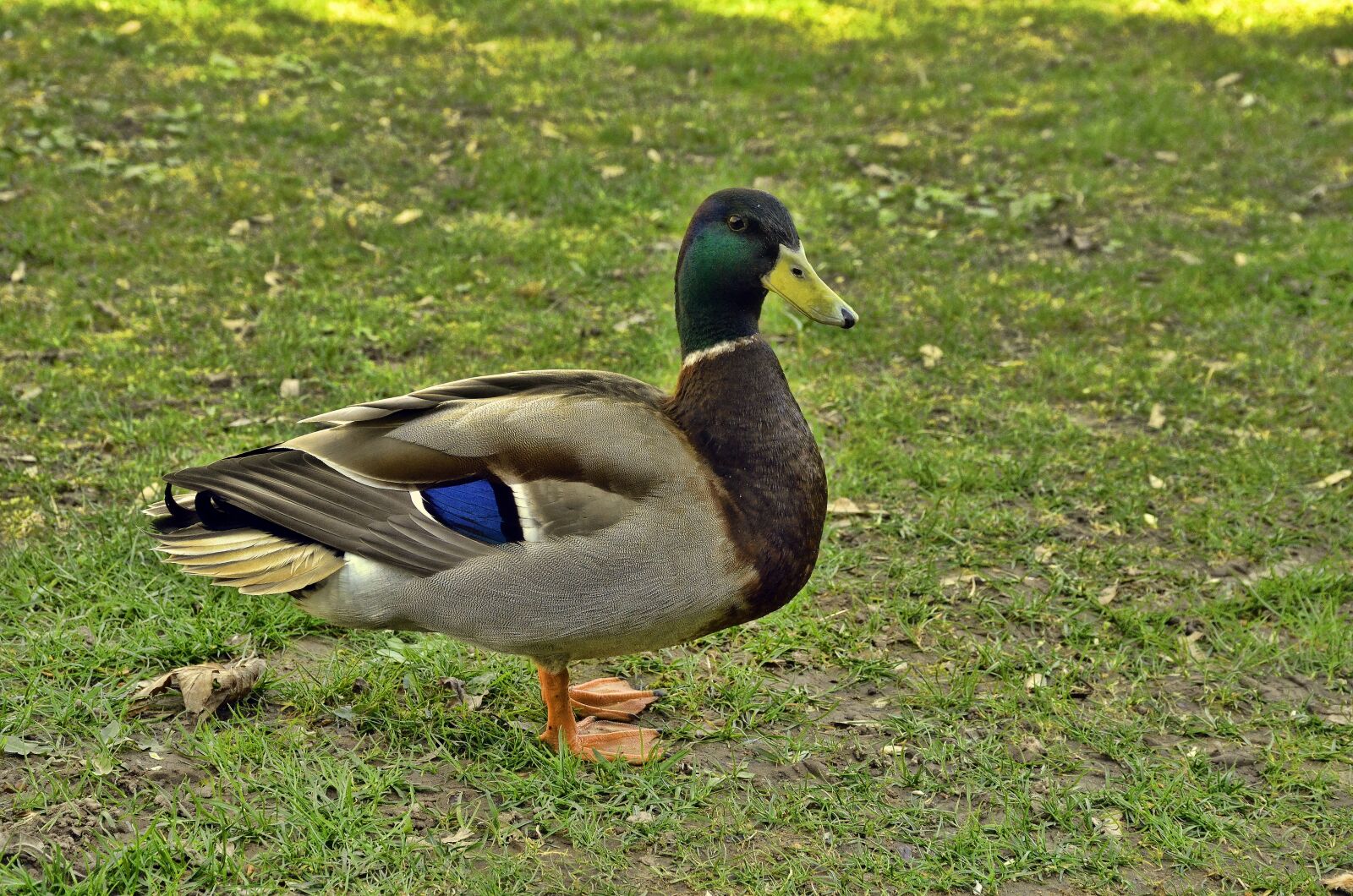 Nikon D7000 sample photo. Duck, drake, wing photography