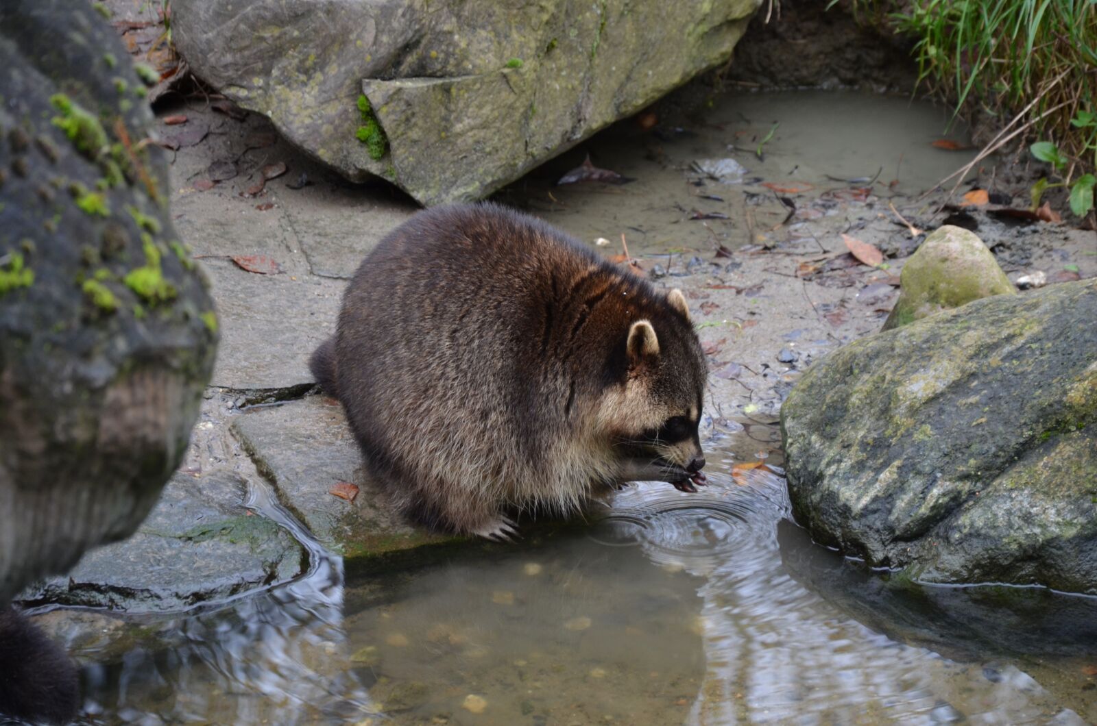 Nikon D5100 sample photo. Raccoon, germany, wild animal photography