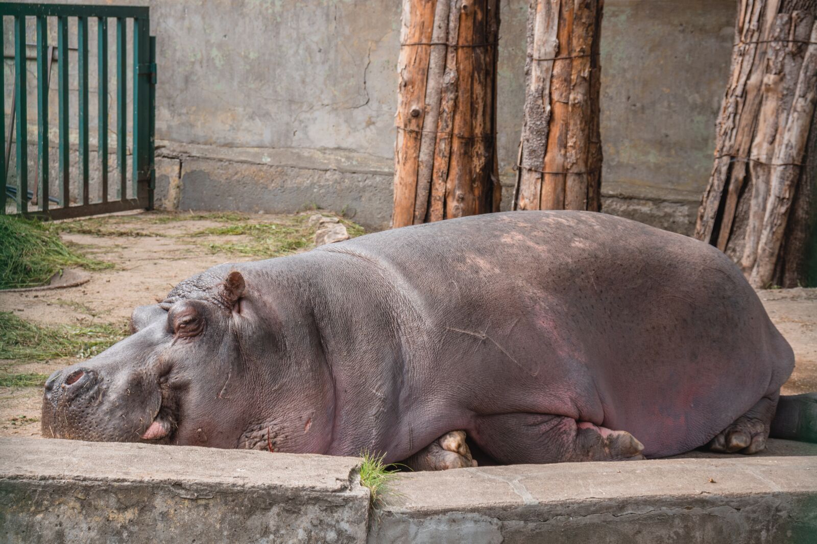 Canon EOS 77D (EOS 9000D / EOS 770D) sample photo. Hippopotamus, hippo, wild animal photography