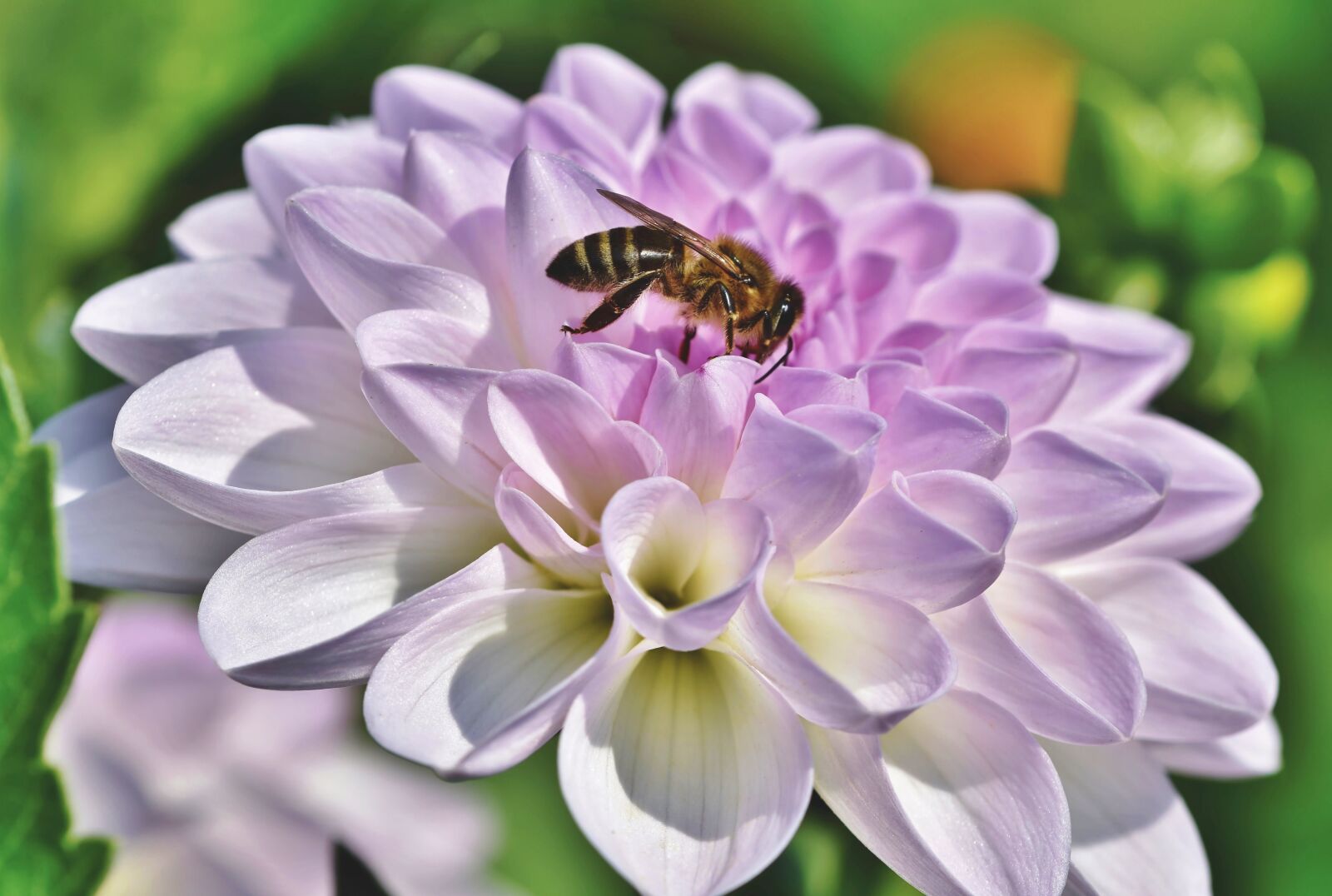 Nikon D7200 sample photo. Dahlia, blossom, bloom photography
