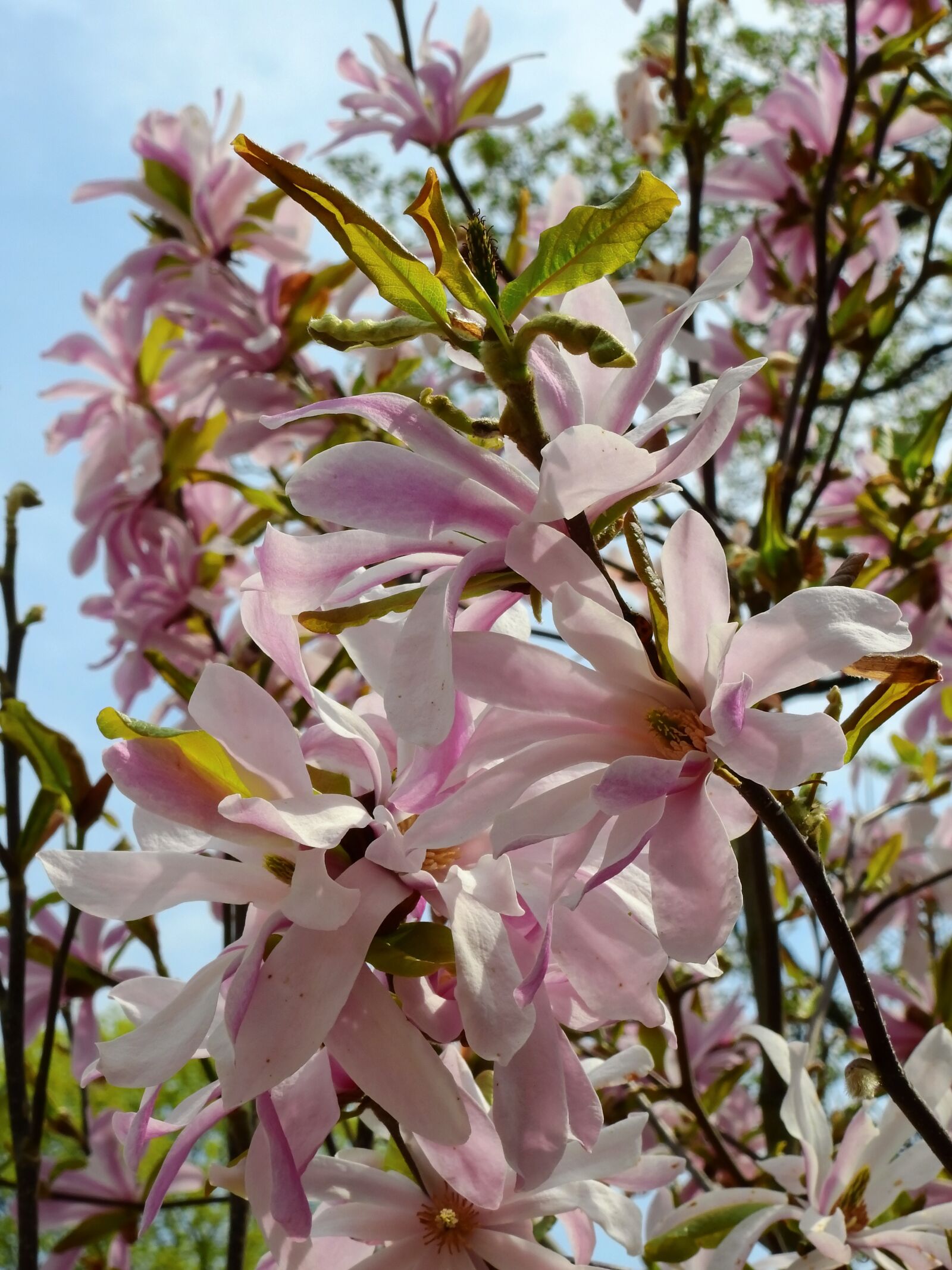 Nikon Coolpix P900 sample photo. Flower, blossom, bloom photography