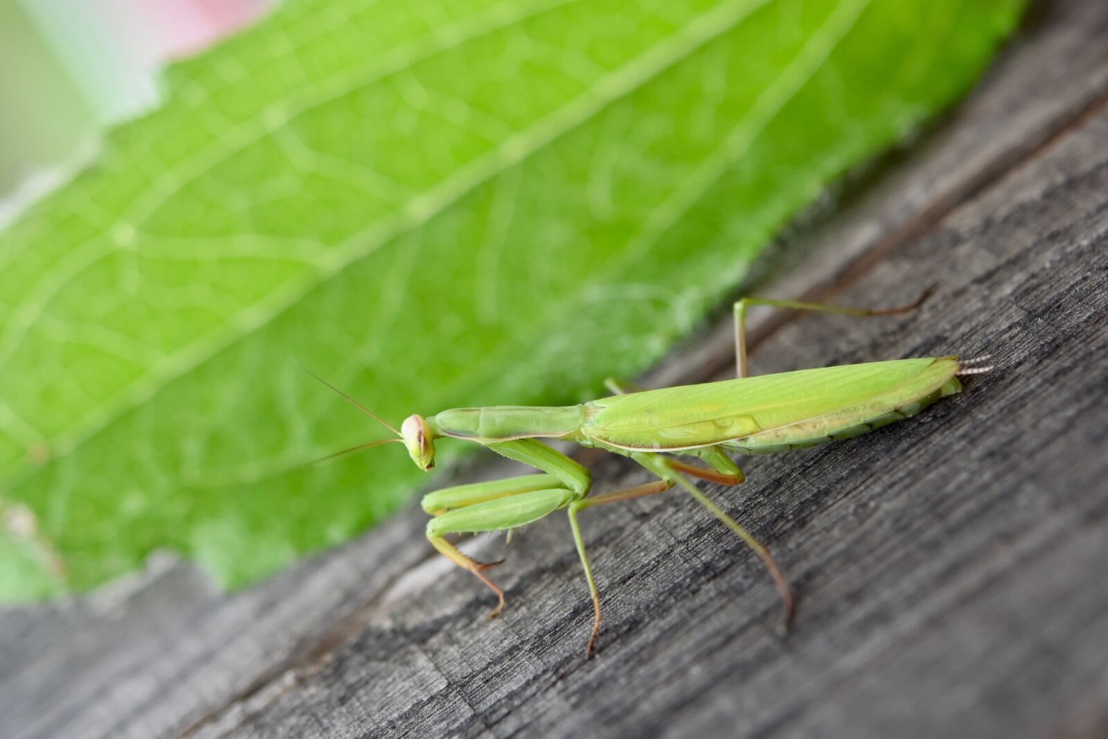 Nikon D5600 sample photo. Mantis, praying mantis, insect photography