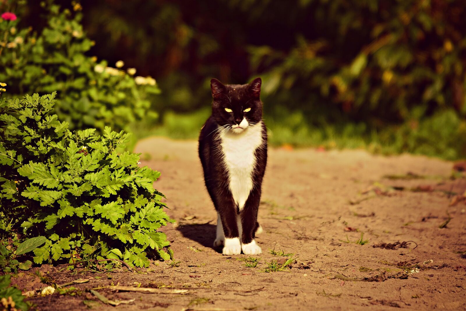 Nikon D750 sample photo. Black cat, animal, mammal photography