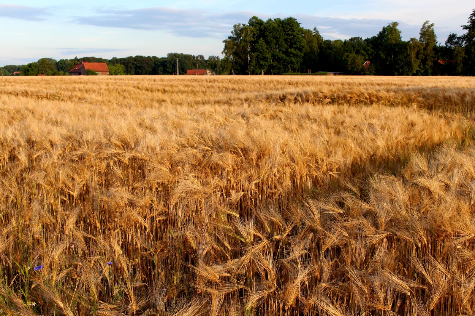 Canon EOS 700D (EOS Rebel T5i / EOS Kiss X7i) sample photo. Rye, cereals, nature photography