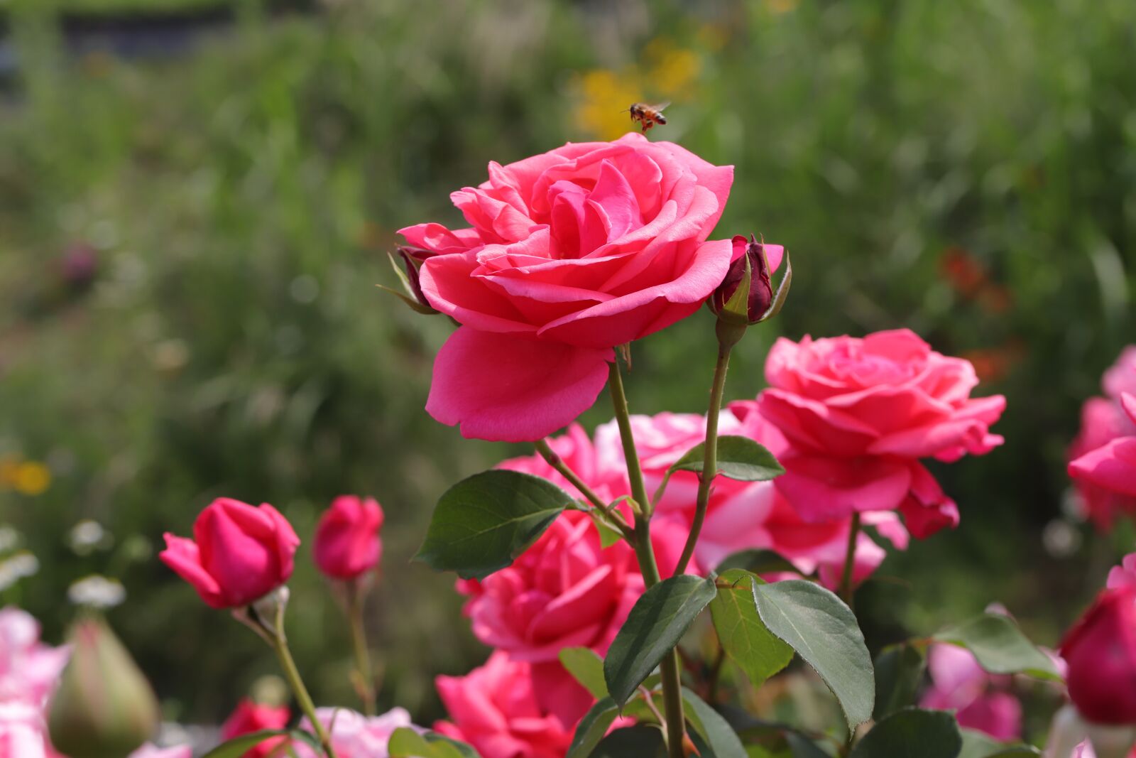 Canon EOS 6D Mark II sample photo. Rose, flowers, pretty flowers photography