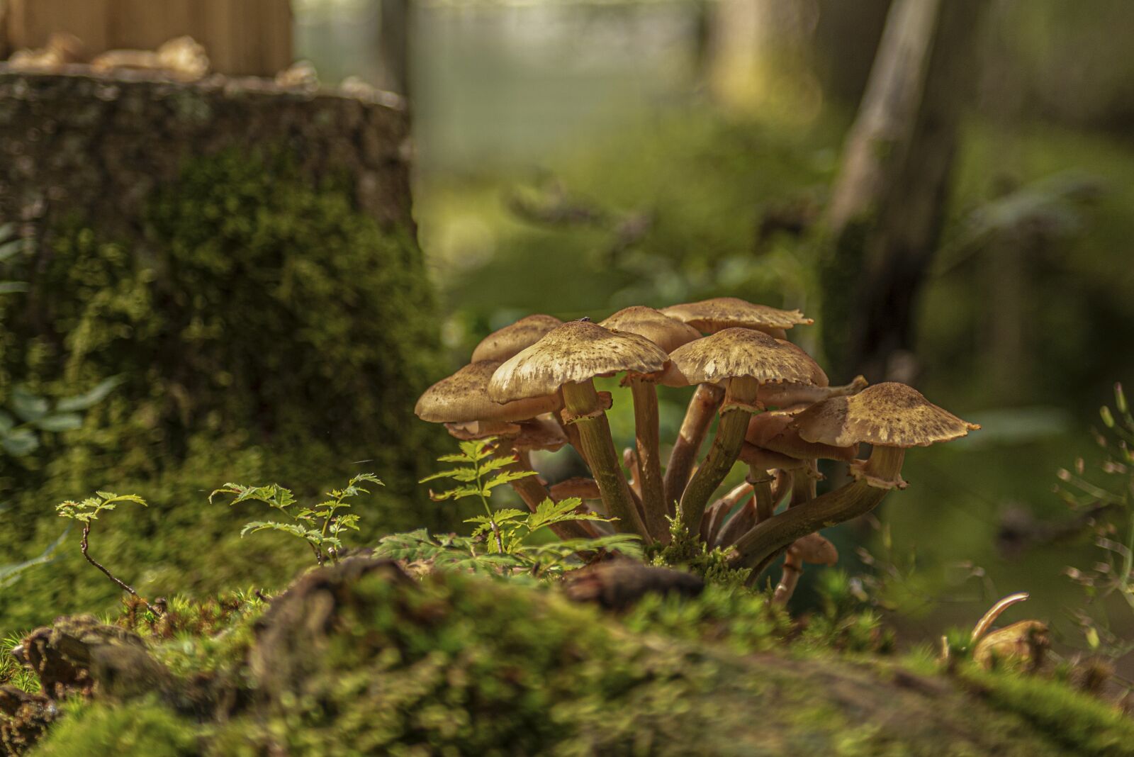 Nikon D800 sample photo. Armillaria mellea, mushrooms, nature photography