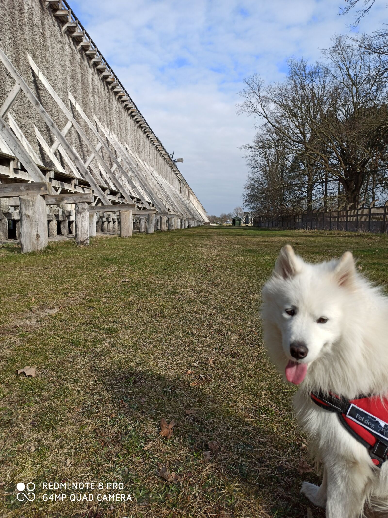 Xiaomi Redmi Note 8 Pro sample photo. Dog samoyed, the breed photography
