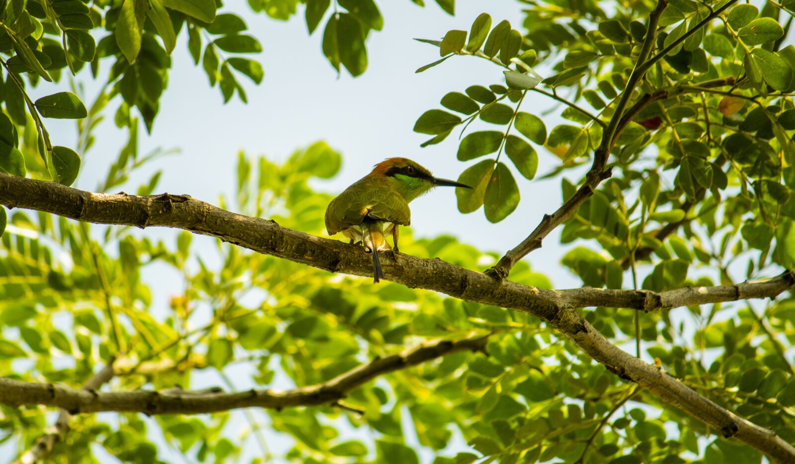 Canon EOS 1300D (EOS Rebel T6 / EOS Kiss X80) sample photo. Fishing bird, fish hunting photography