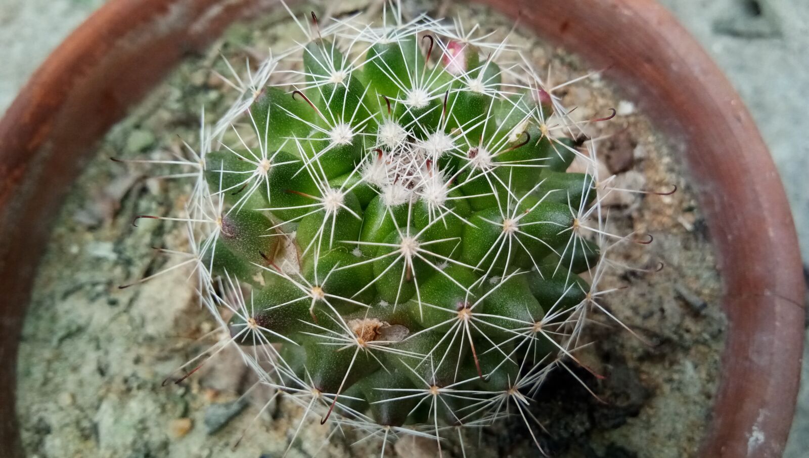 vivo 1601 sample photo. Round cactus, spinal beauty photography