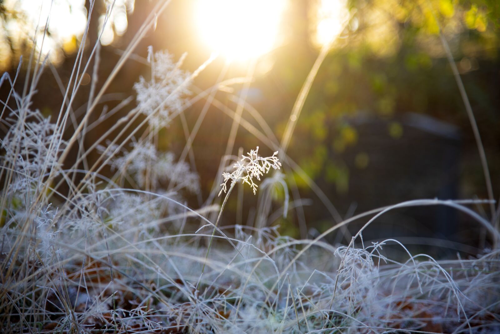 Nikon D750 sample photo. Frost, grass, cold photography